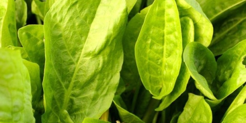 Kako i kada saditi kiseljak